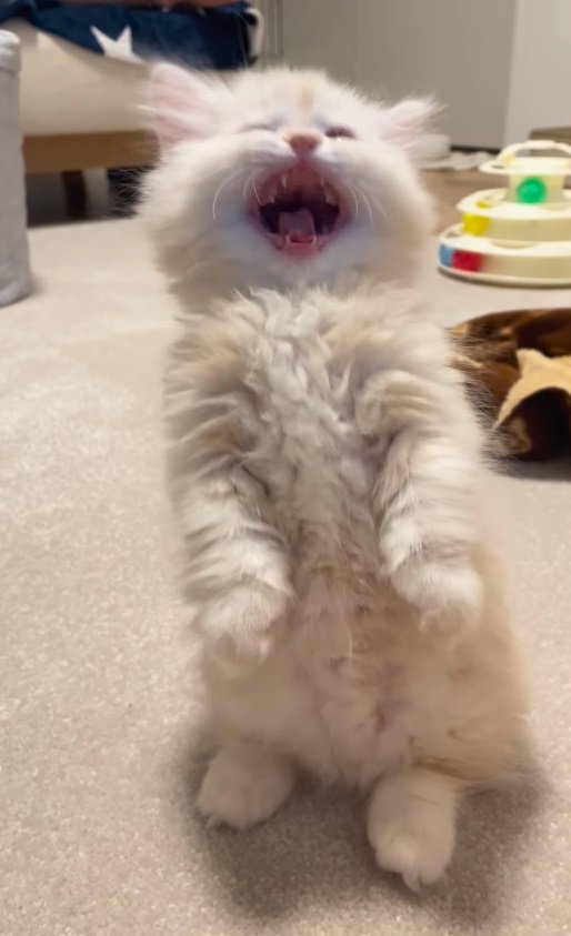 あくびをする子猫