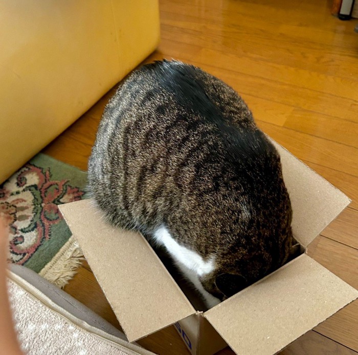 頭を箱につっこむ猫