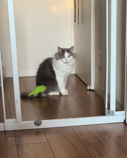 しっぽにぬいぐるみをつけている猫