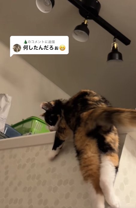 カウンターの上に右前足を乗せてぶら下がっている猫