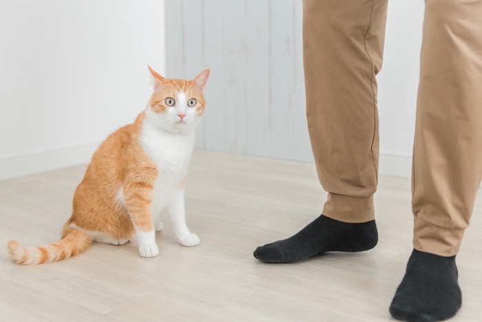 床に座っている猫と人間の足
