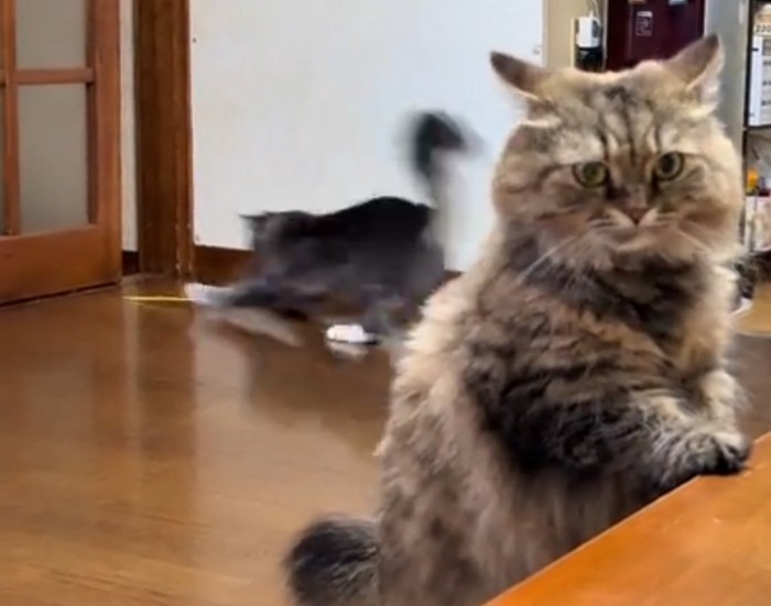 走るねくろくん