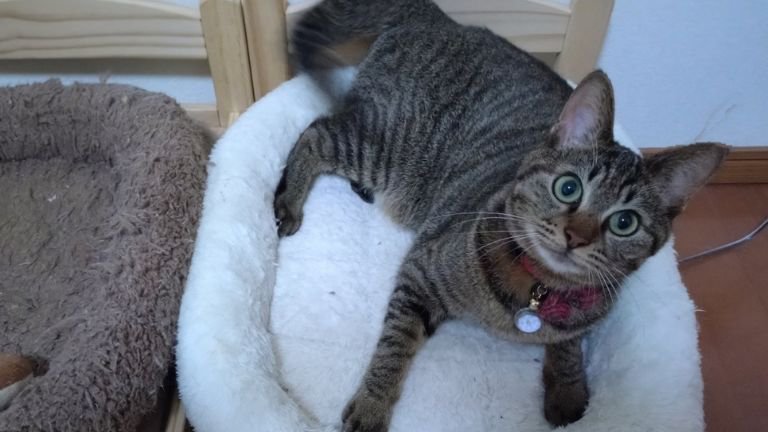 ベッドにいる猫