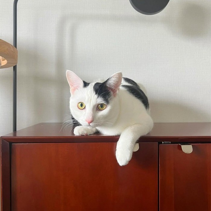 カメラ目線の猫