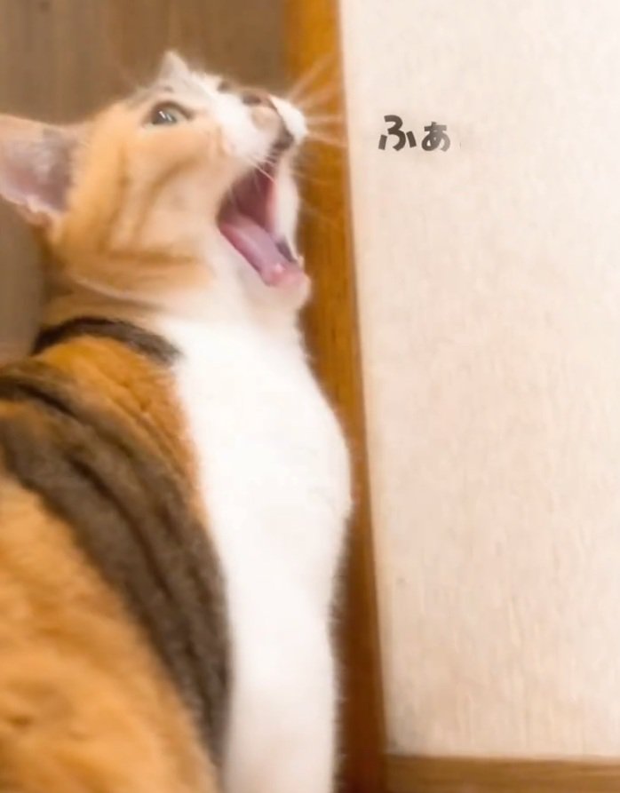 あくびを始めるねねちゃん