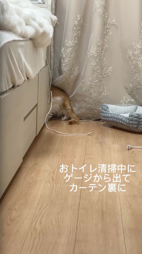 ベッドの隙間に入る猫