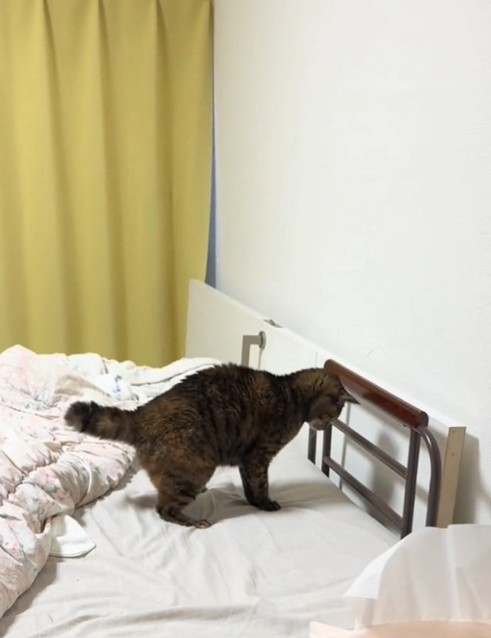 ヘアゴムを落とすあめちゃん