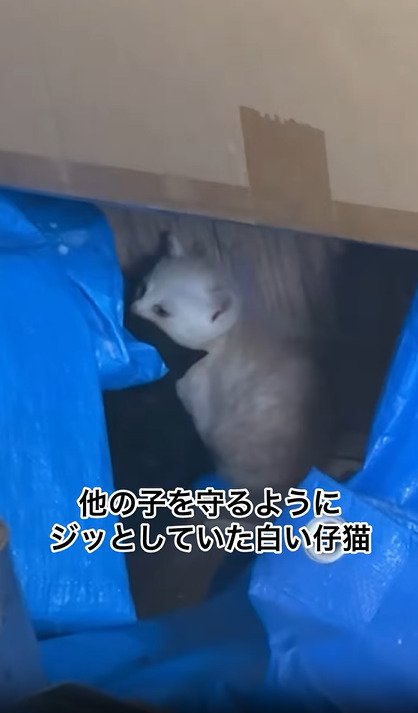 うずくまる白い子猫