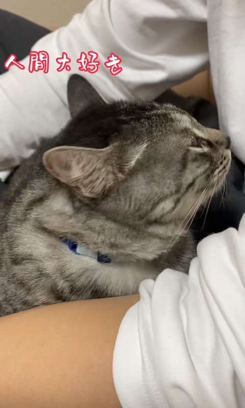 膝の上に座って人間のお腹の方を見つめる猫