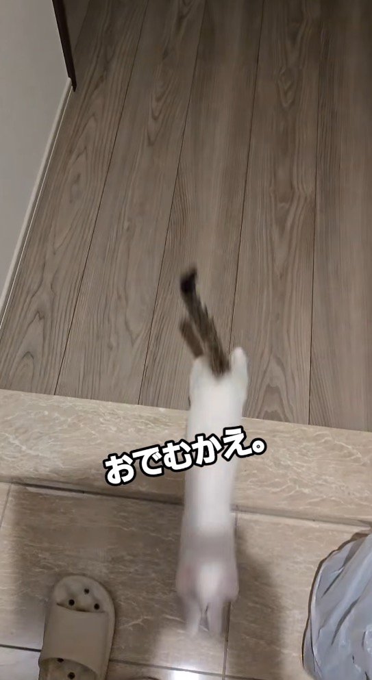 飼い主に向かって駆けてくる子猫