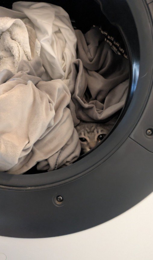 洗濯機の中に入った猫
