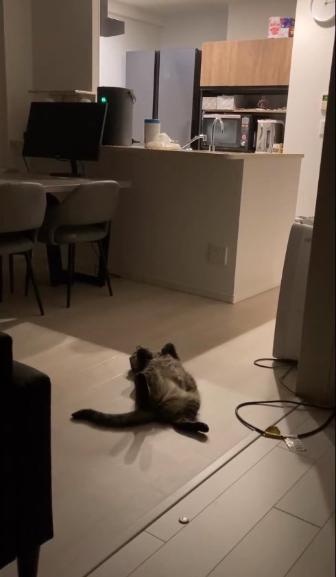 薄暗いリビングでひっくり返っている猫