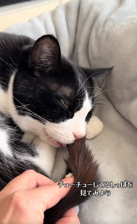 尻尾を口に咥えている半目の猫と尻尾を引っ張る飼い主の手