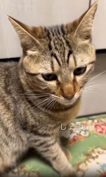 しょんぼりする猫