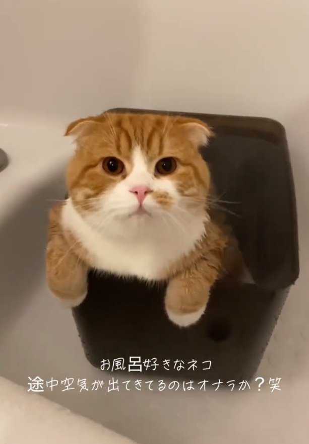 真顔で見つめるエトくん