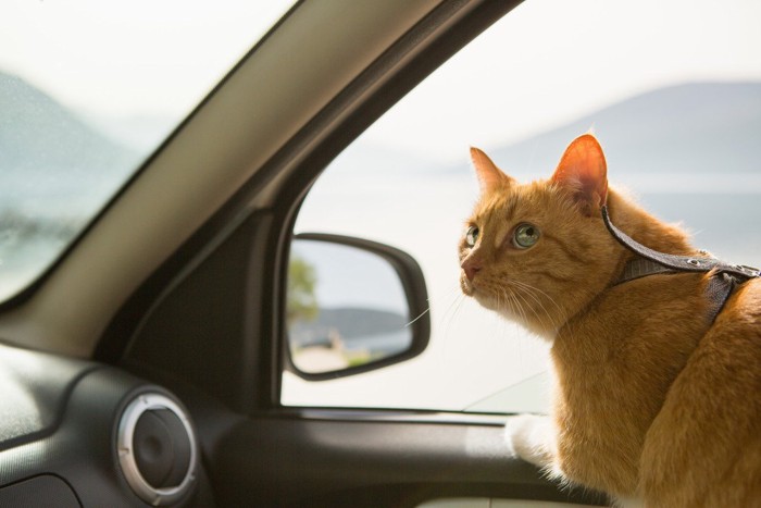 車に乗る茶トラ猫