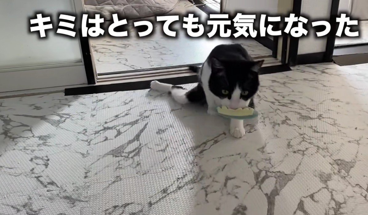 上半身を使って歩く猫
