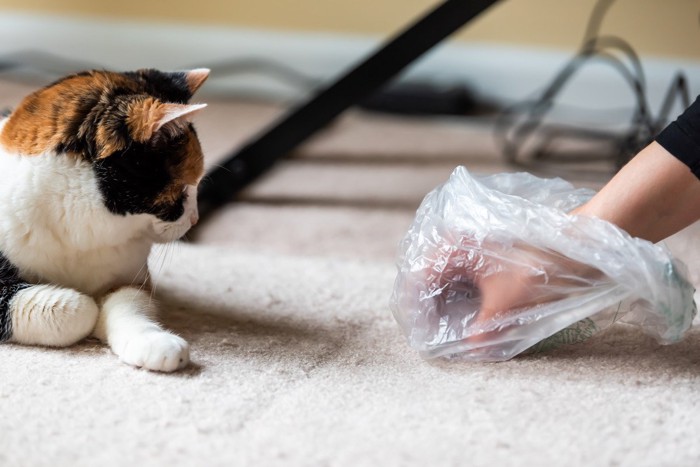 嘔吐の片づけをする飼い主とそれを見る猫