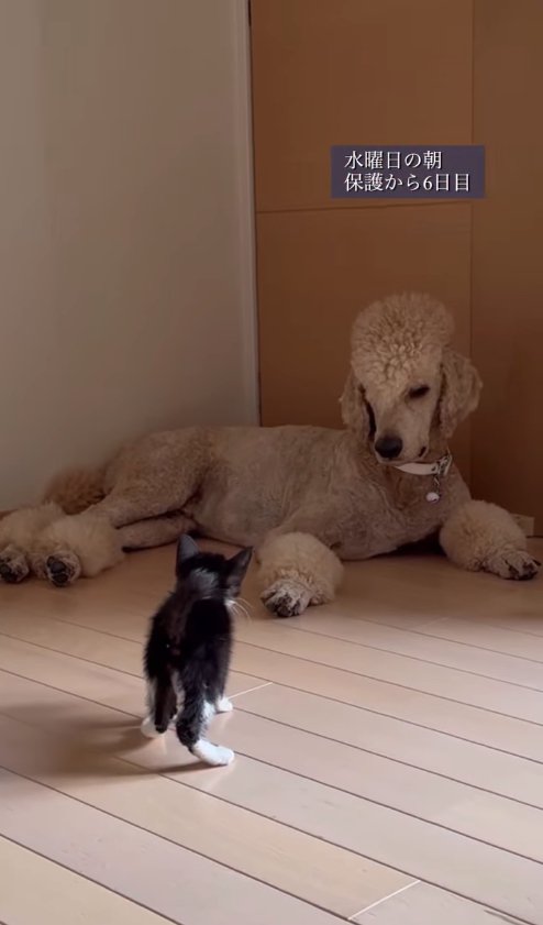 横たわるプードルに近づく子猫