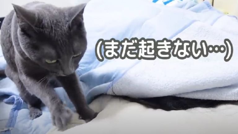 ふみふみしている猫