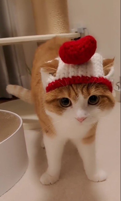 ハートの帽子を被っている猫