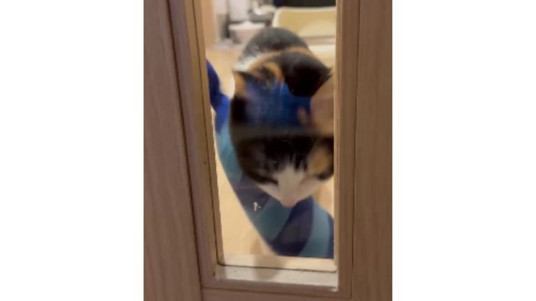 ドアの前にいる猫