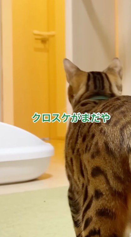 猫部屋のドアを見つめる緑色の首輪を着けた猫