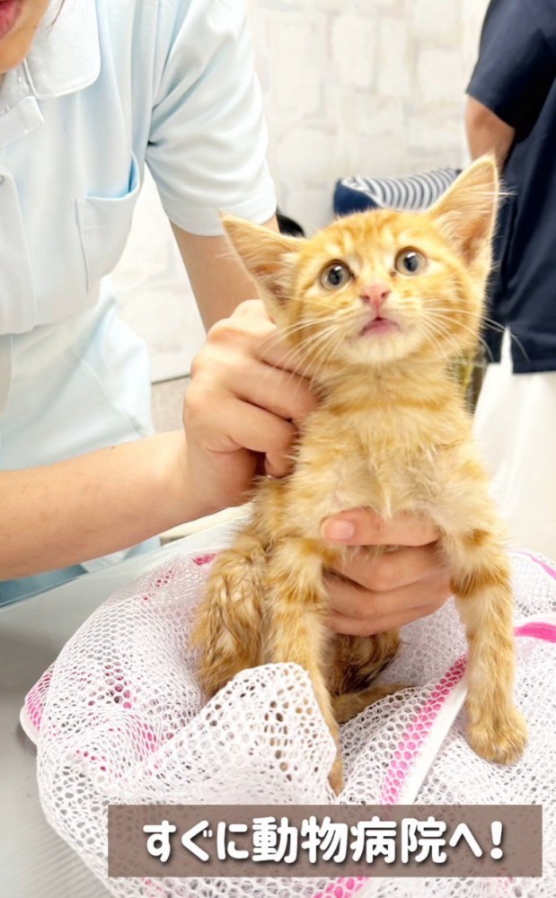病院へ連れてこられた子猫