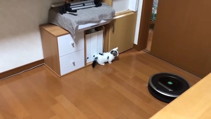 探検する豆大福くん