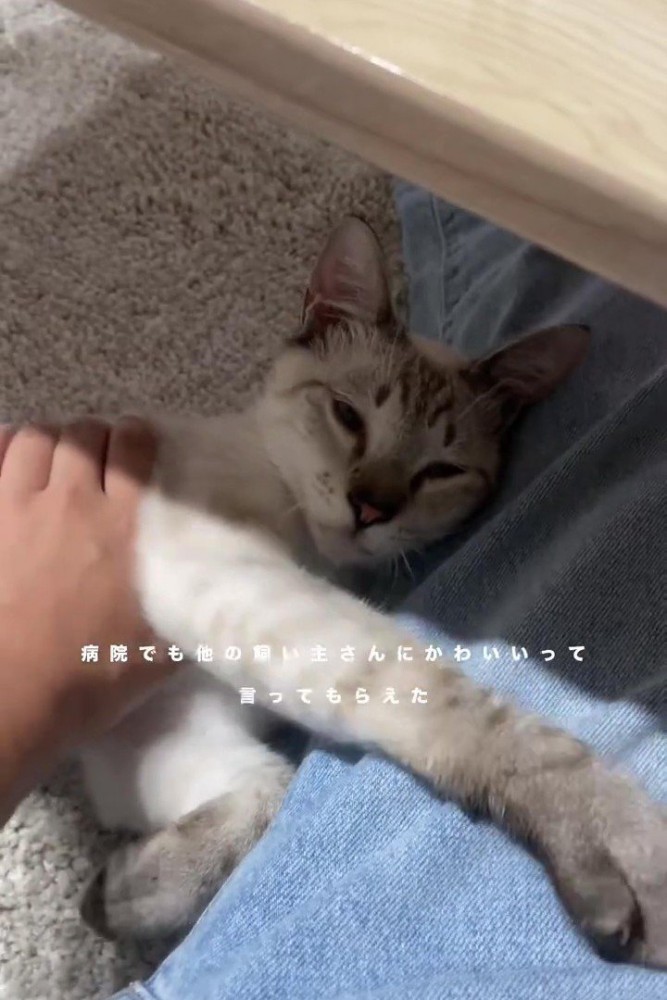 前足を伸ばしてくつろぐ猫