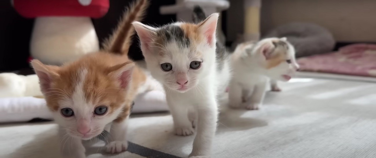 あいさつをする3匹の子猫
