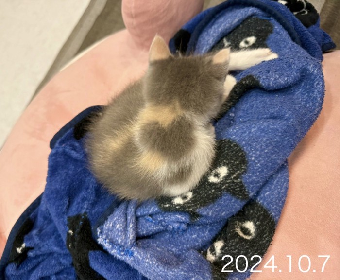 青いタオルに乗る子猫