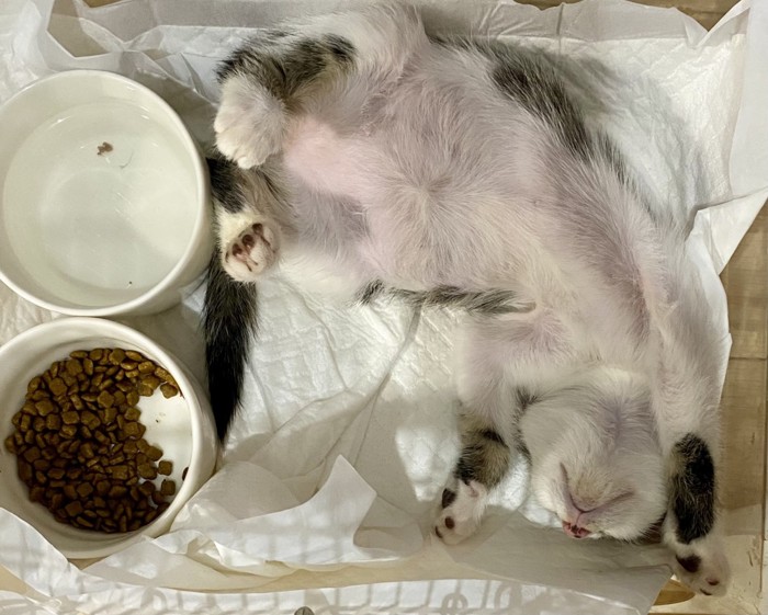 ごはんの入った皿の近くでお腹を出して眠る子猫