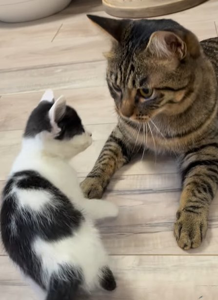 向かって斜め左で向き合う二匹の猫