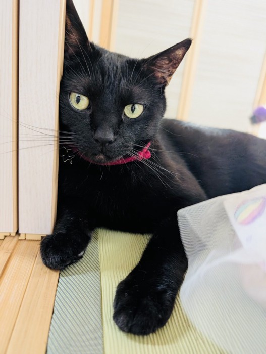 女の子にブラッシングされる黒猫