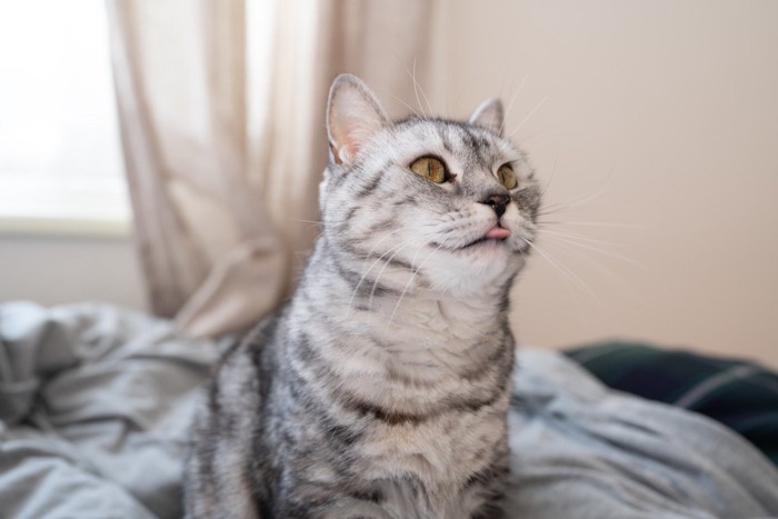 ベロを出したままの猫