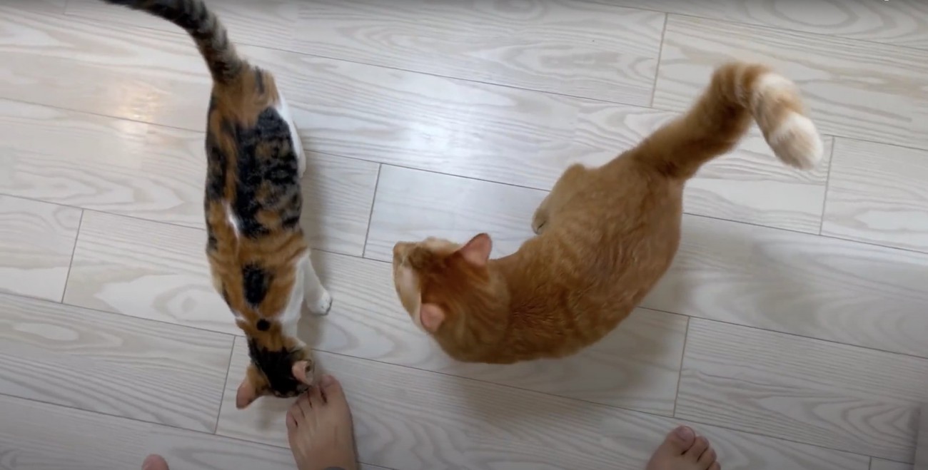 飼い主の足元に集まった2匹の猫