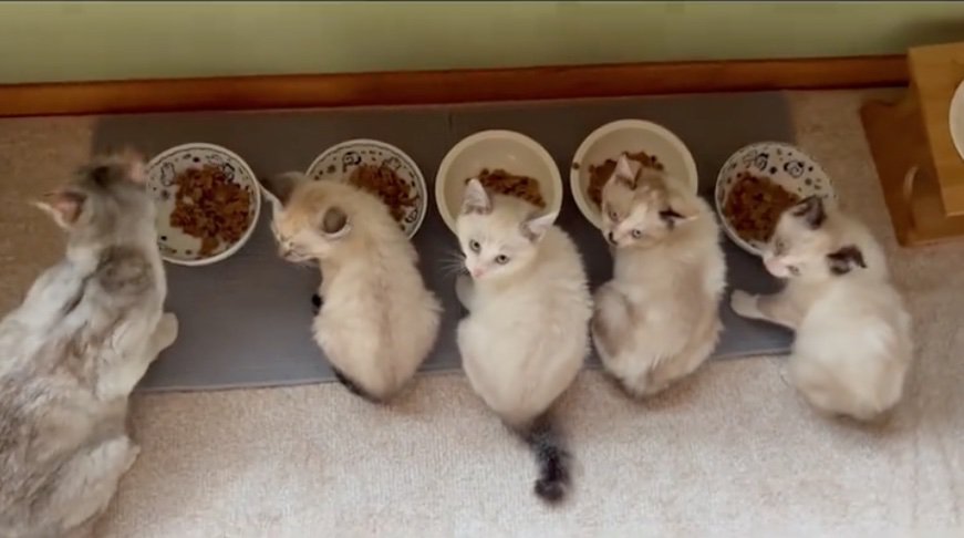 振り返る猫たち