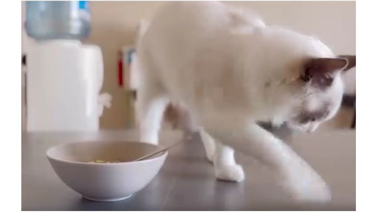 テーブルにいる猫