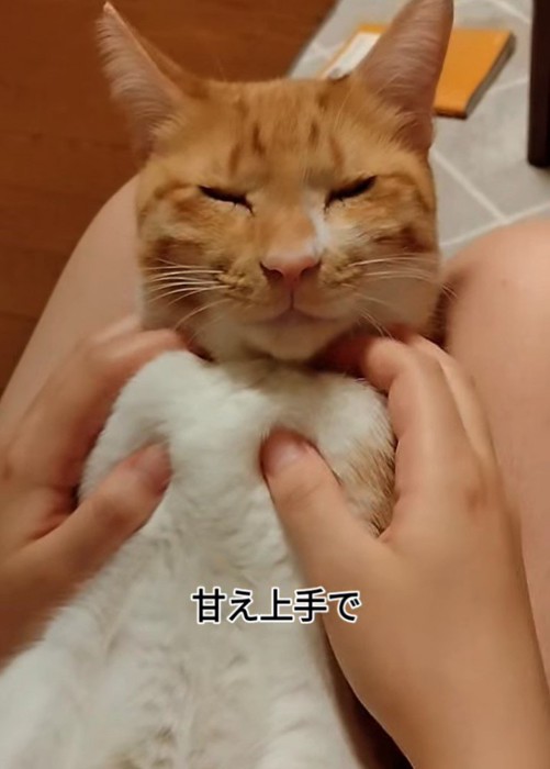 目を細める猫