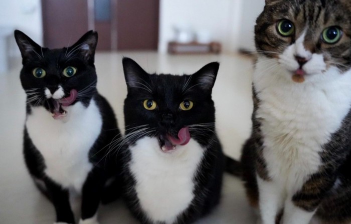猫3匹