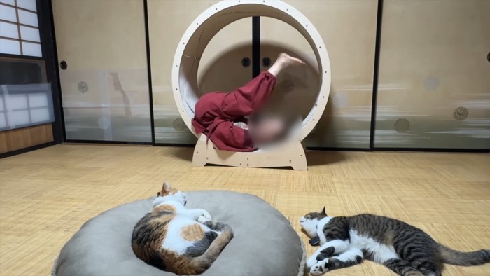 足を上げる飼い主さん