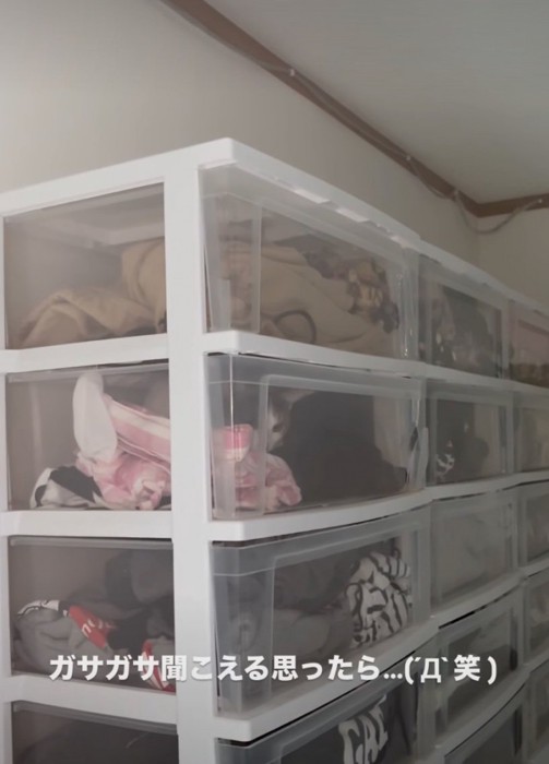 ケースの中に入る猫