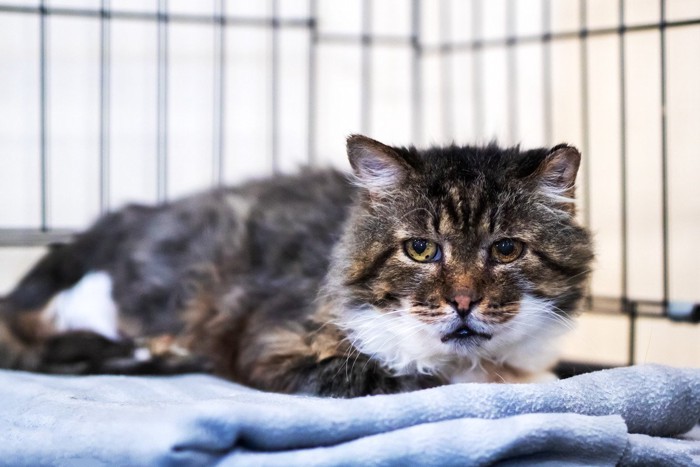ケージで鳴く老猫