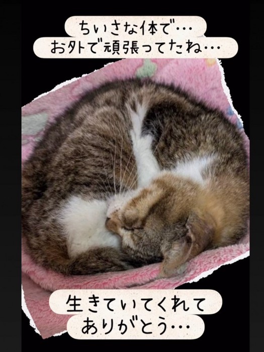 丸くなって寝る猫