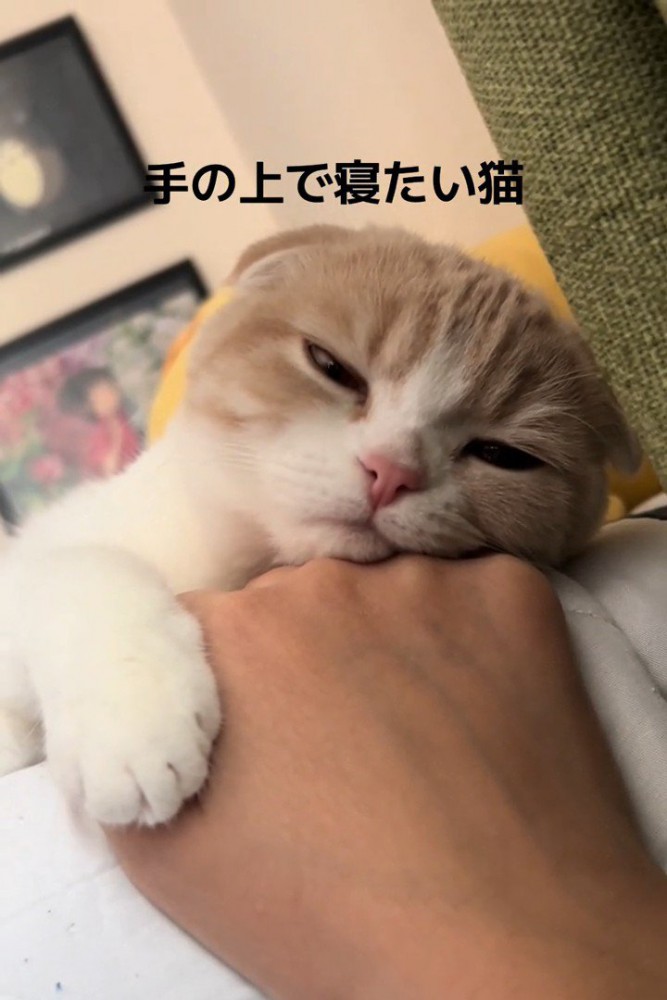 目を細くする猫