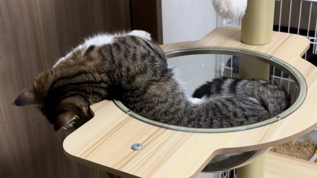 すっかり脱力しているマンチカンの姿