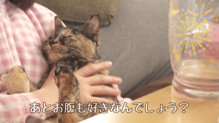 お腹を撫でられる猫