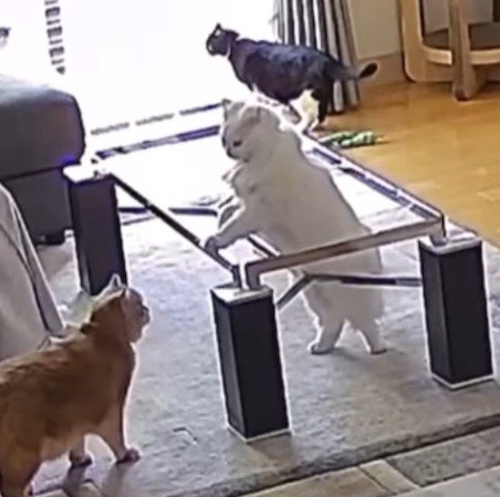 テーブルの枠とるとくんとみつおくん