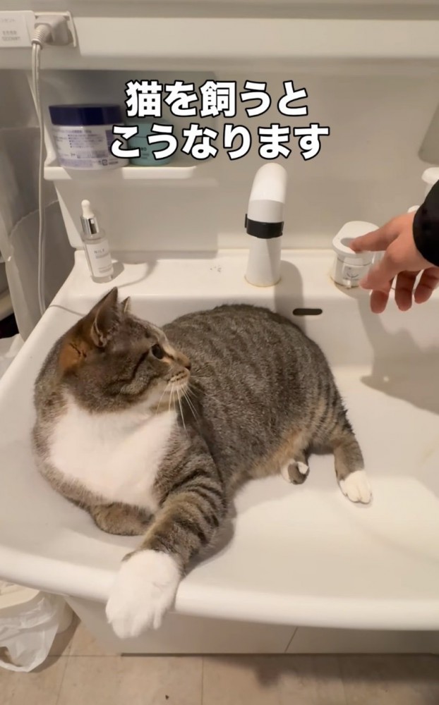 レバーを見る猫
